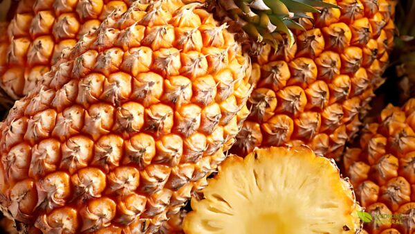 Abacaxi - Ananas comosus