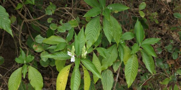 Ramo de adatoda com folhas lanceoladas opostas e espiga terminal de flores brancas