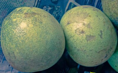 Bael: Guia Completo da Fruta Sagrada e Medicinal da Índia