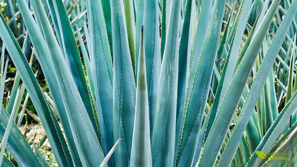 Agave-azul - Agave tequilana