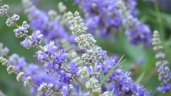 Vitex-agnus-castus - AGNOCASTO