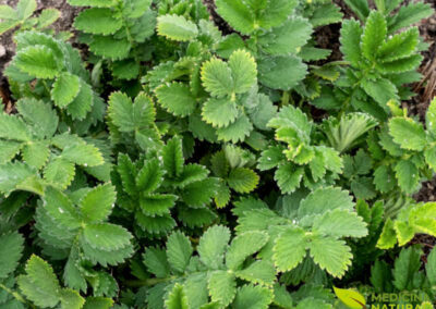 As folhas de agrimônia, Agrimonia eupatoria, têm recorte delicado, margens serrilhadas e um verde que reforça o caráter rústico da planta. Esse conjunto foliar acompanha uma espécie tradicional da flora medicinal europeia, valorizada há séculos pelo uso herbáceo e pela presença marcante em jardins, campos e bordas de caminhos.