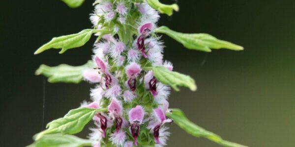 Detalhe da inflorescência de Leonurus cardiaca (agripalma), mostrando as flores rosa-lilás cobertas de pelos finos e as folhas lobadas ao redor