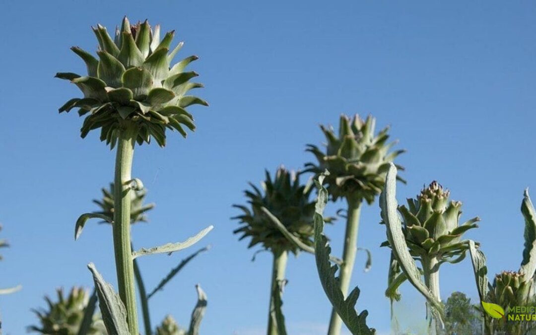 Chá de Alcachofra (Cynara scolymus): Para Que Serve e Quem Deve Evitar
