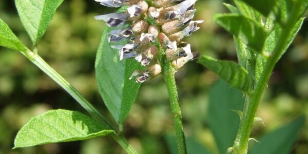 Detalhe aproximado da flor e das folhas compostas de Glycyrrhiza glabra