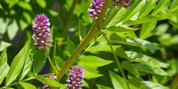 Planta de Glycyrrhiza glabra em floração, com flores lilás e folhas compostas características da família Fabaceae