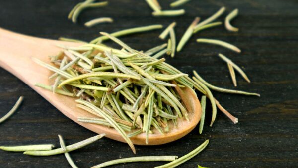 Alecrim - Rosmarinus officinalis