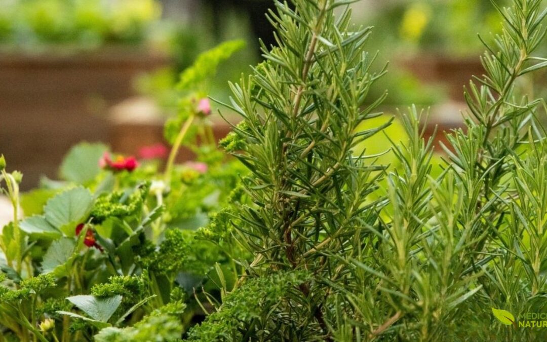 Chá de Alecrim (Rosmarinus officinalis): Para Que Serve e Como Preparar