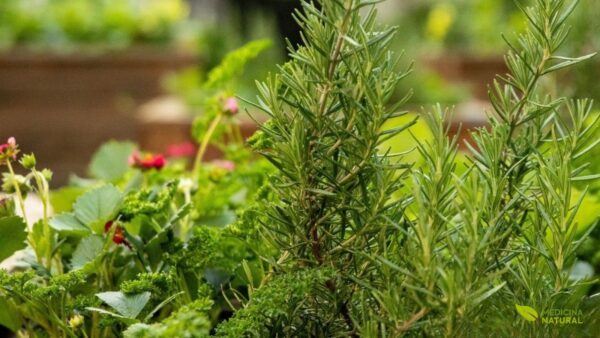 Planta vigorosa de alecrim (Rosmarinus officinalis) crescendo exuberantemente, exibindo suas folhas verde-escuras em forma de agulha e aroma inconfundível. Esta erva aromática mediterrânea é muito mais do que um tempero culinário: é um poderoso aliado para a saúde mental e cognitiva. Rico em compostos bioativos como ácido rosmarínico, carnosol e 1,8-cineol, o alecrim demonstra propriedades neuroprotetoras, antioxidantes e ansiolíticas em estudos científicos. Seu óleo essencial e extratos são utilizados para melhorar o humor, reduzir o estresse, aumentar o foco mental e apoiar o tratamento natural da depressão e ansiedade.