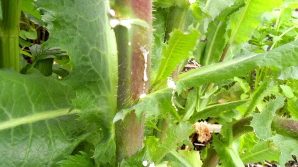 Alface-selvagem - Lactuca virosa