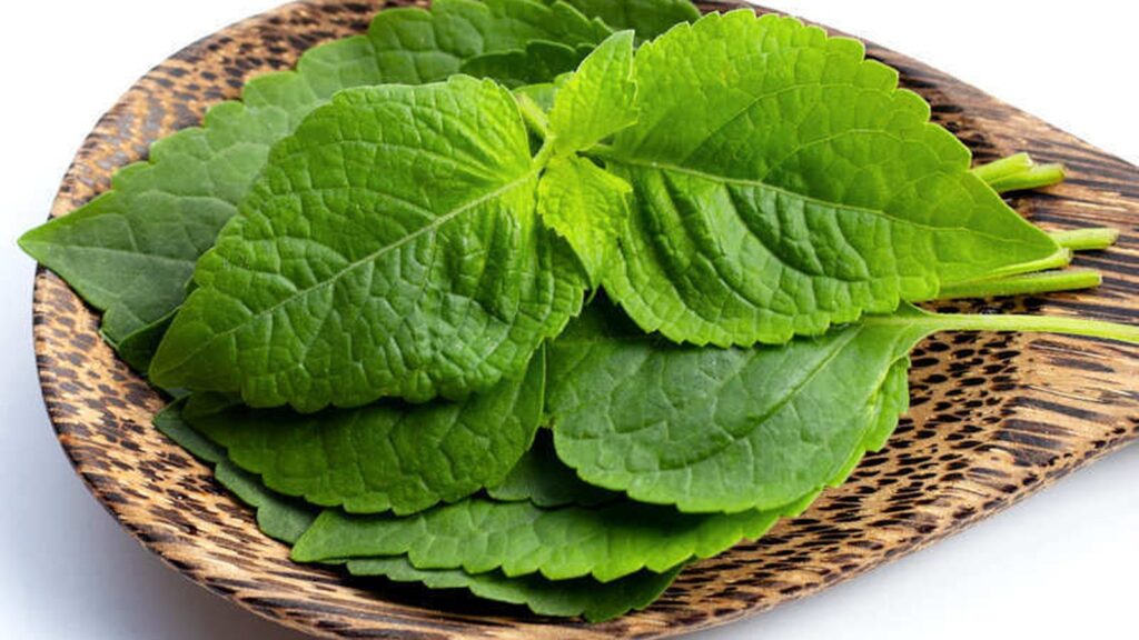 Alfavaca - Ocimum gratissimum