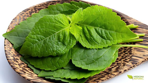 Alfavaca - Ocimum gratissimum