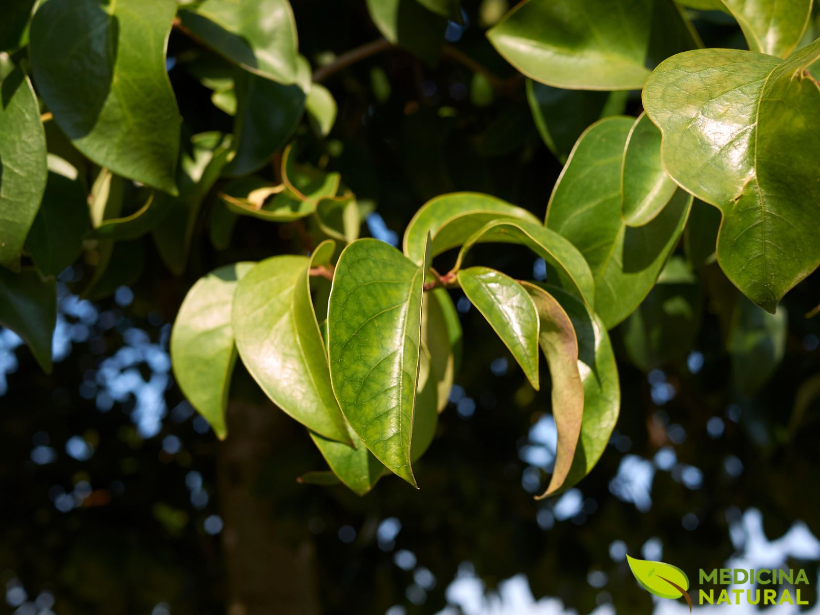 Alfeneiro - Ligustrum lucidum