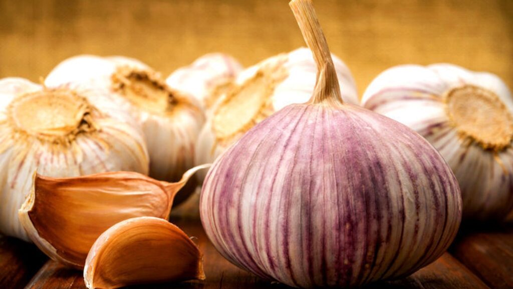 Alho - Allium sativum