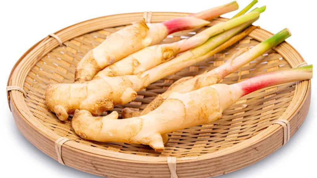 Galangal - Alpinia galanga