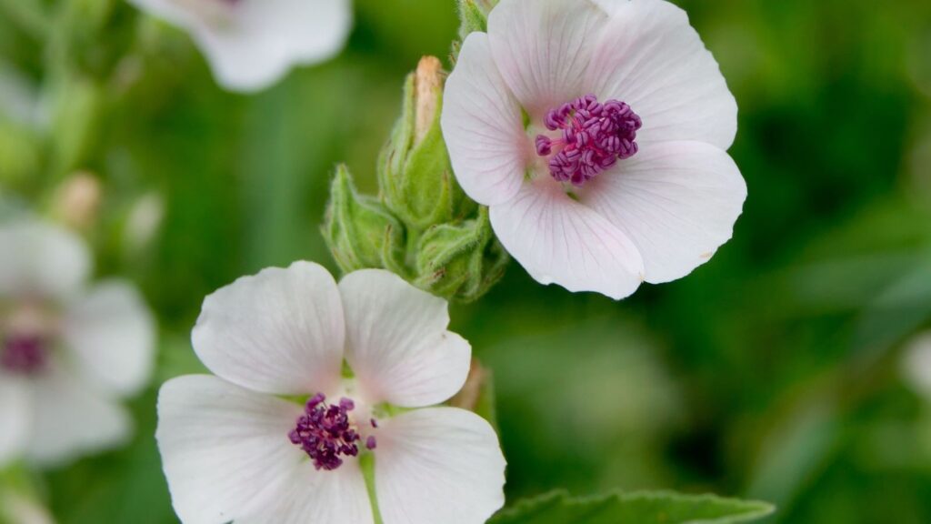 Alteia - Althaea officinalis