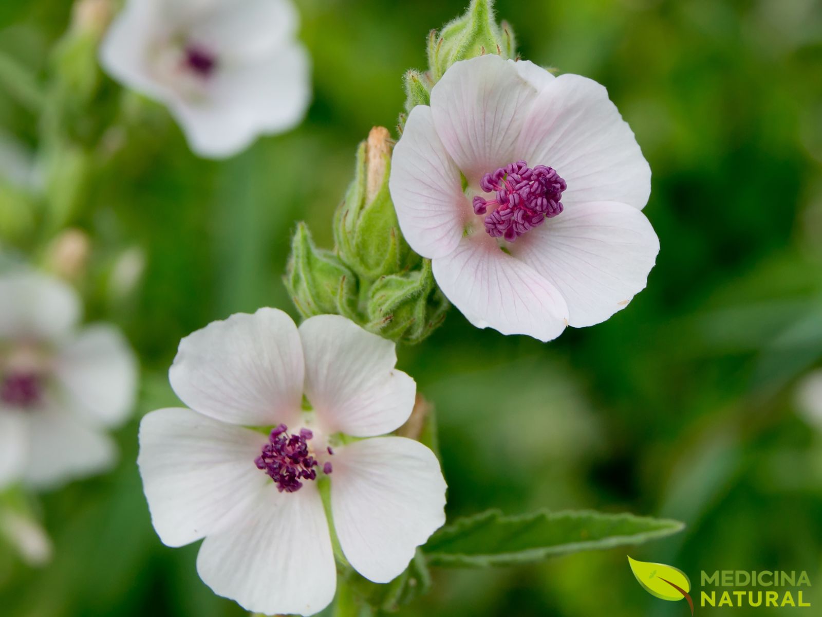 Alteia - Althaea officinalis