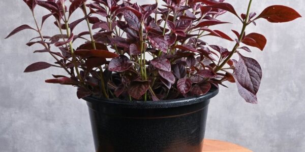Muda de Alternanthera brasiliana em vaso preto, folhagem roxo-avermelhada brilhante