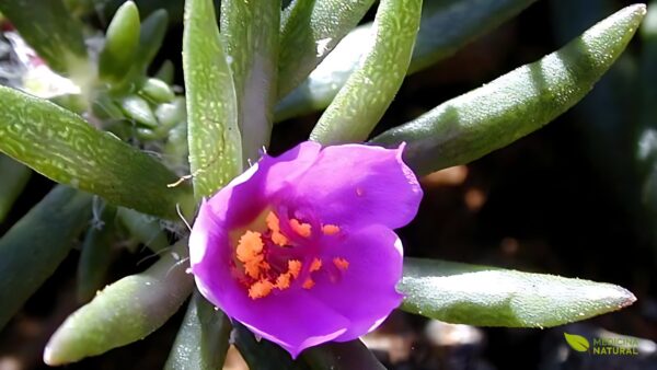 Amor-crescido - Portulaca pilosa