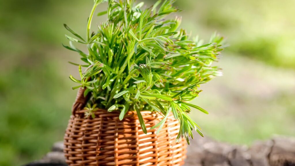Amor-de-hortelão - Galium aparine