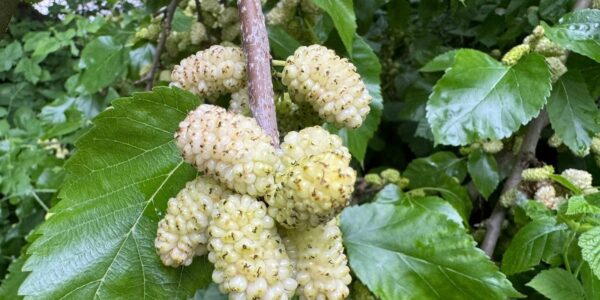 Árvore adulta de amoreira-branca (Morus alba) de grande porte e copa densa, com montanhas ao fundo