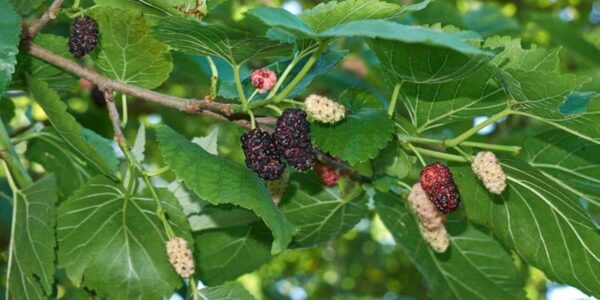 Cacho de frutos de amoreira-branca (Morus alba) em diferentes estágios de maturação, do branco ao roxo-escuro, sobre folhas serrilhadas