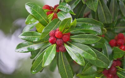 Yangmei: Guia Completo do Morango-Chinês Medicinal