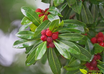 Amora-chinesa - Myrica rubra