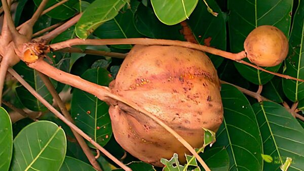 Andiroba - Carapa guianensis