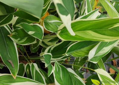 As folhas da araruta, Maranta arundinacea, têm formato alongado, textura lisa e um verde vivo que reforça o aspecto tropical da planta. Além do valor botânico, essa folhagem acompanha o desenvolvimento vigoroso de uma espécie tradicionalmente cultivada pelos rizomas ricos em amido e muito lembrada na história alimentar.