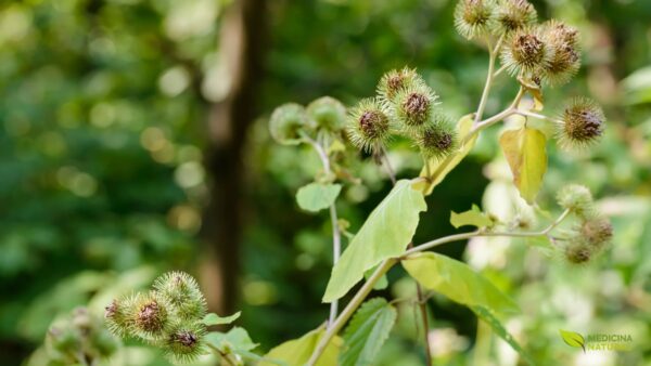 Arctium lappa – BARDANA