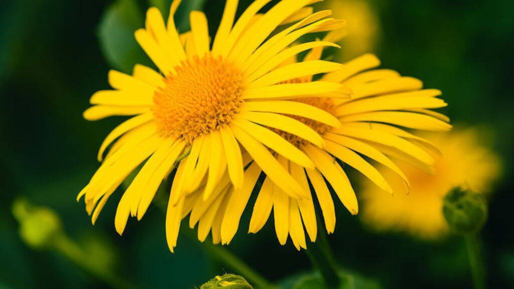 Arnica montana
