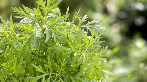 Artemísia - Artemisia vulgaris