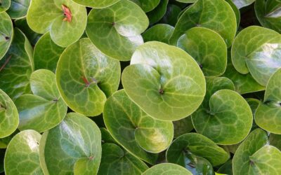 Ásaro: Conheça os Riscos e Curiosidades da Planta Europeia