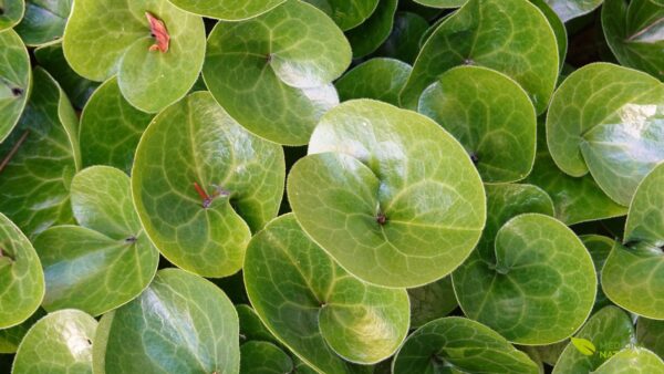 Asarum europaeum - ASARO-EUROPEU