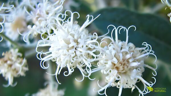 Assa-peixe - Vernonia polyanthes
