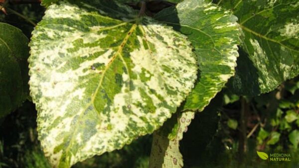 As folhas da aurora (Populus candicans) são sua marca registrada, com manchas em tons de creme, rosa e verde que lembram o nascer do sol. Esta característica a torna uma árvore ornamental popular, mas sua beleza esconde um poderoso segredo medicinal: a salicina, um composto com efeito analgésico e anti-inflamatório.