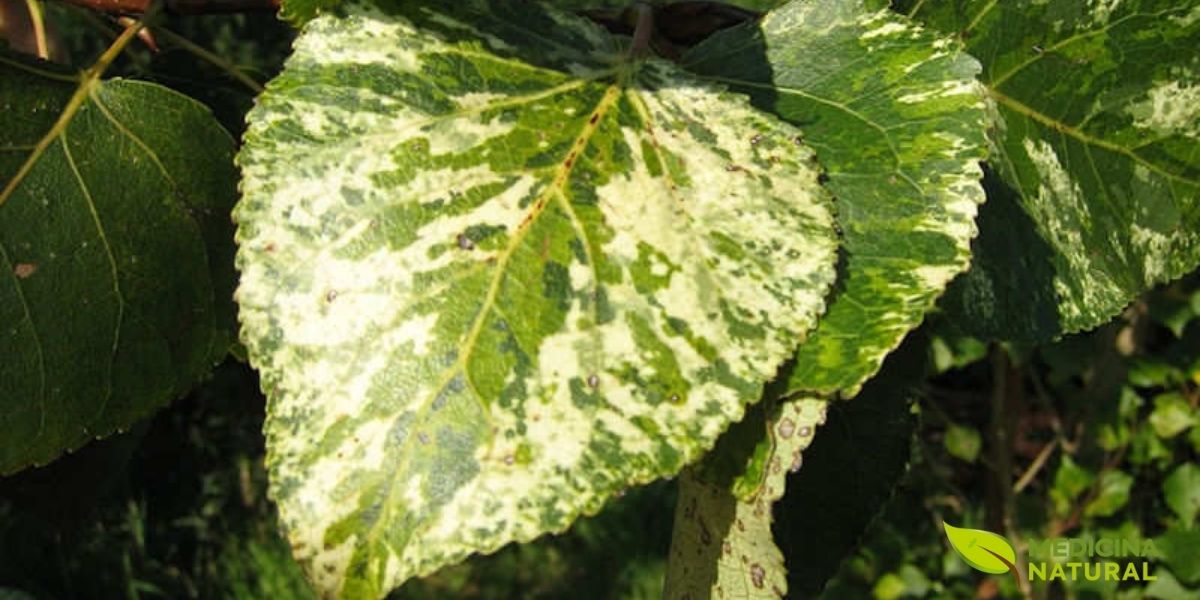 As folhas da aurora (Populus candicans) são sua marca registrada, com manchas em tons de creme, rosa e verde que lembram o nascer do sol. Esta característica a torna uma árvore ornamental popular, mas sua beleza esconde um poderoso segredo medicinal: a salicina, um composto com efeito analgésico e anti-inflamatório.