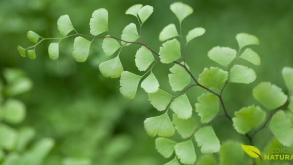 Avenca - Adiantum capillus-veneris