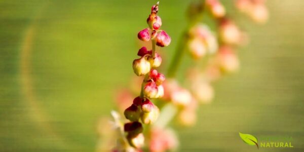 Inflorescências avermelhadas da azedinha Rumex acetosella em espigas delicadas