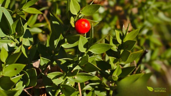 Ruscus aculeatus - AZEVINHO-MENOR, GILBARDEIRA; VASSOURA-DOS-AÇOUGUEIROS