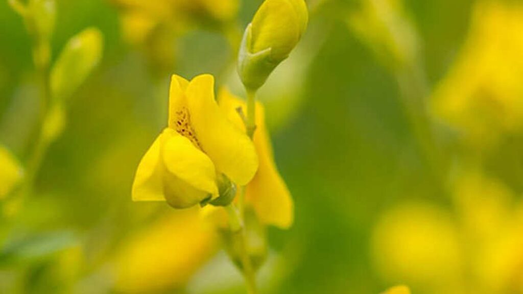 Baptisia tinctoria