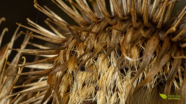Arctium lappa - BARDANA