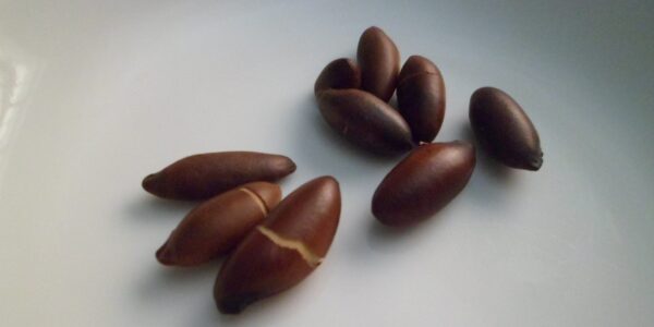 Castanhas de baru com casca, sobre um prato branco