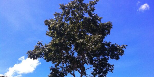 Árvore de baru isolada numa paisagem de Cerrado, com céu azul ao fundo