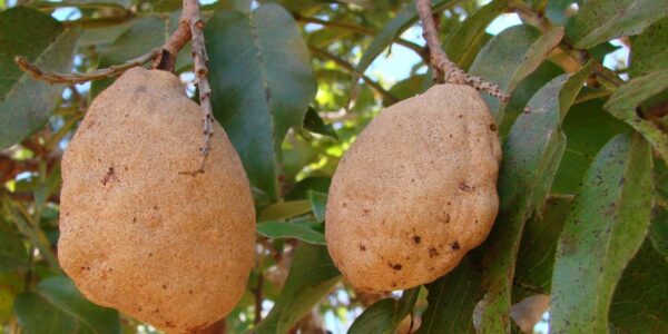 Dois frutos de baru pendurados no galho, com folhas ao fundo