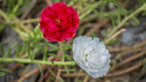 Beldroega - Portulaca oleracea