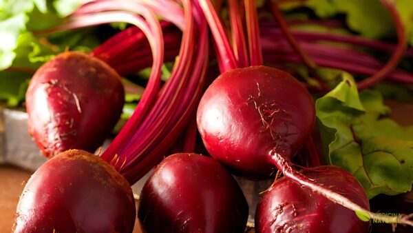Beterraba - Beta vulgaris