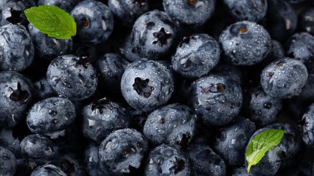 Blueberry - Mirtilo - Vaccinium myrtillus