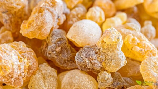 Olíbano - Boswellia carterii